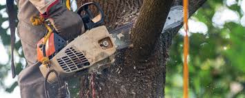 Best Leaf Removal  in Manhasset, NY