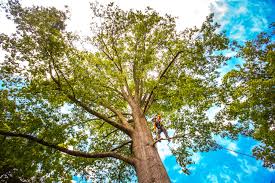 Best Storm Damage Tree Cleanup  in Manhasset, NY