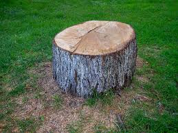 Reliable Manhasset, NY Tree Removal Solutions