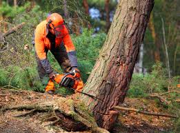 Best Utility Line Clearance  in Manhasset, NY
