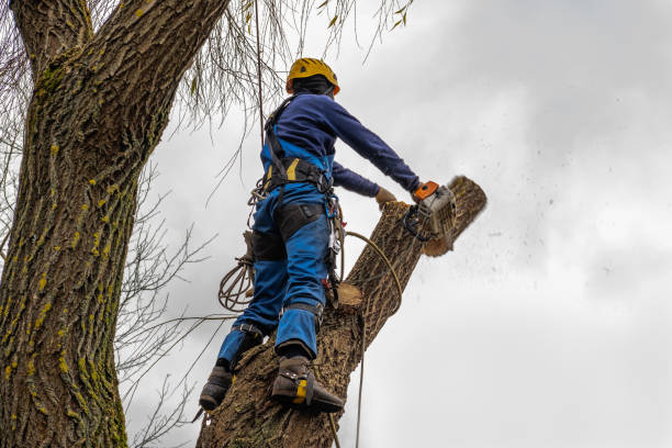 Best Firewood Processing and Delivery  in Manhasset, NY