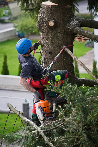 Best Tree and Shrub Care  in Manhasset, NY